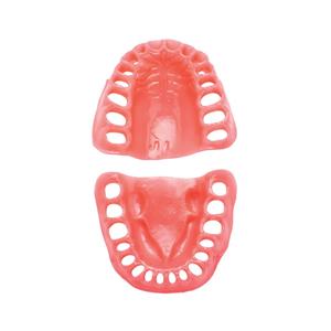 PVF-8612/Gingival Typodont Model Ea