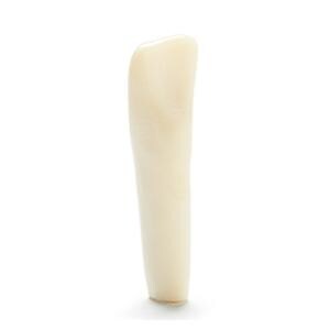 T-860 Ivorine Typodont Tooth Ea
