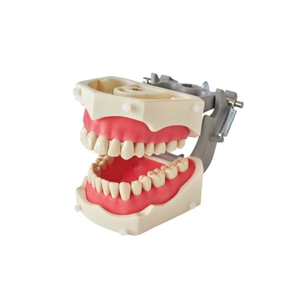 Typodont Model Ea