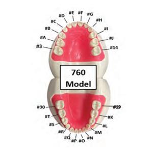 Ivorine #P 760 Series Peds Typodonts Replacement Pedo Unisex Tooth Ea