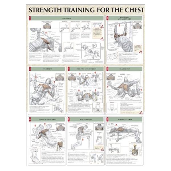 Poster Instructional Strength Training for the Chest 24x31" Each