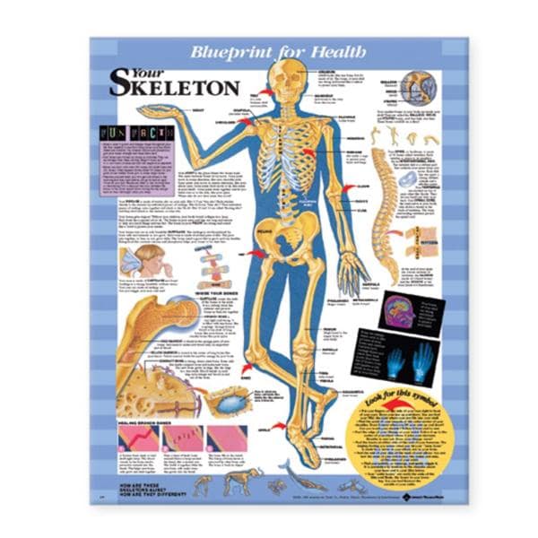 Blueprint for Health Your Skeleton Anatomical Chart 20x26" Kate S...
