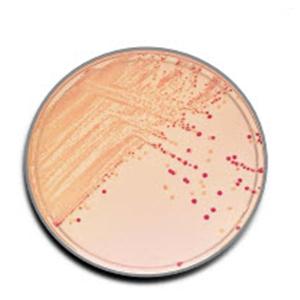 BBL Prepared Media MacConkey II Agar Plate 100/Pk