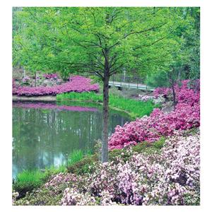 CeilingScenes Acoustic Tile Spring Scene 2-Tiles Vertical 24 in x 48 in Ea