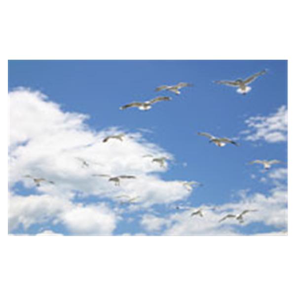 CeilingScenes Light Lens Seagull Sky 2-Tiles Vertical 24 in x 24 in Ea