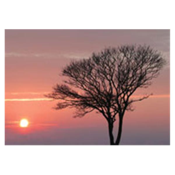 CeilingScenes Acoustic Tile Pink Sunset 1-Tile Square 24 in x 24 in Ea