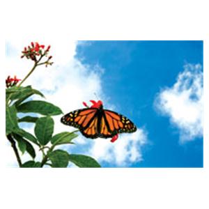 CeilingScenes Light Lens Monarch Sky 2-Tiles Horizontal 24 in x 24 in Ea