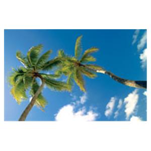 CeilingScenes Light Lens Palms Sky 2-Tiles Vertical 24 in x 24 in Ea