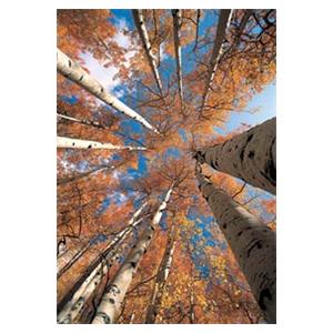 CeilingScenes Acoustic Tile Birch Up-View Fall 2-Tiles Horizontal 48x24 Ea
