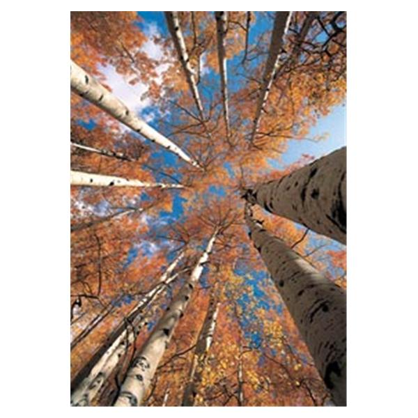 CeilingScenes Acoustic Tile Birch Up-View Fall 2-Tiles Horizontal 48x24 Ea