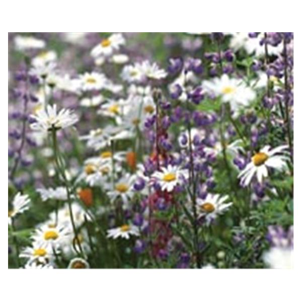 CeilingScenes Acoustic Tile Daisies in Field 1-Tile Horizontal 48 in x 24 in Ea