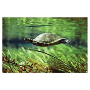 CeilingScenes Light Lens Turtle 4-Tiles Square 24 in x 24 in Ea