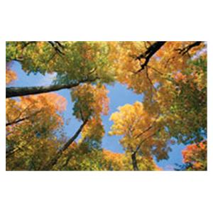 CeilingScenes Acoustic Tile Maple Tree 1-Tile Horizontal 48 in x 24 in Ea