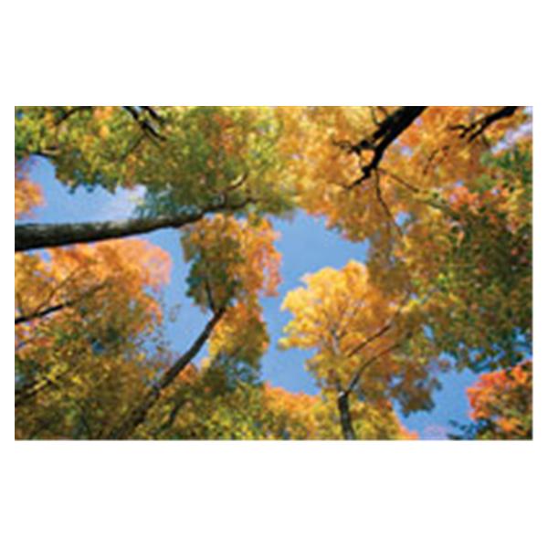 CeilingScenes Acoustic Tile Maple Tree 1-Tile Horizontal 48 in x 24 in Ea