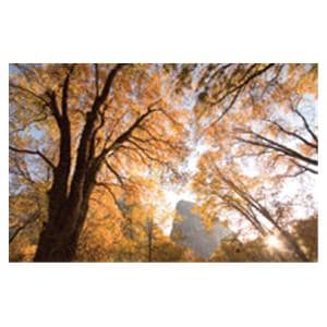 CeilingScenes Acoustic Tile Black Oaks 1-Tile Horizontal 48 in x 24 in Ea