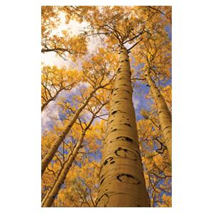CeilingScenes Acoustic Tile Aspen Trees 2-Tiles Vertical 24 in x 24 in Ea