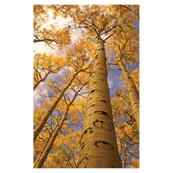 CeilingScenes Acoustic Tile Aspen Trees 2-Tiles Vertical 24 in x 24 in Ea