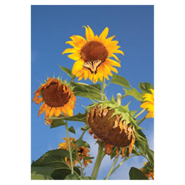 CeilingScenes Acoustic Tile Butterfly 1-Tile Square 24 in x 24 in Ea