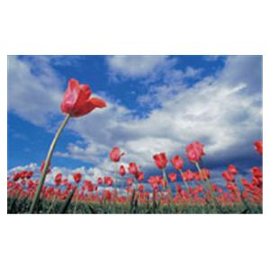 CeilingScenes Acoustic Tile Tulip Field 2-Tiles Vertical 48 in x 24 in Ea