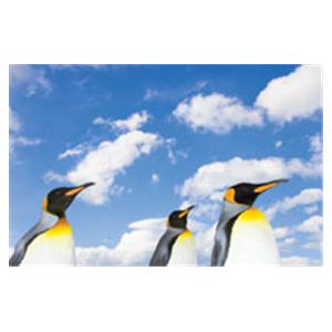 CeilingScenes Light Lens Penguin Sky 2-Tiles Horizontal 24 in x 24 in Ea
