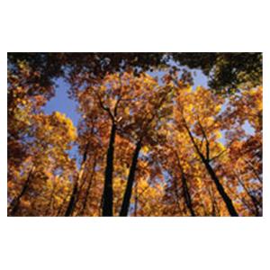 CeilingScenes Acoustic Tile Canopy 2-Tiles Horizontal 48 in x 24 in Ea