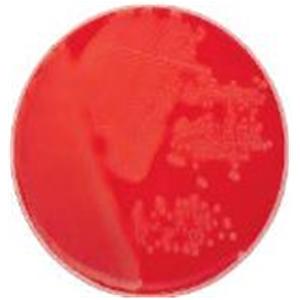 BBL Prepared Media Columbia Agar Plate 100/Bx