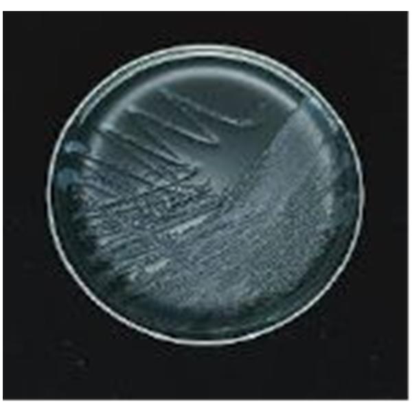 BBL Prepared Media BCYE: Buffered Charcoal Yeast Extract Plate 10/Bx