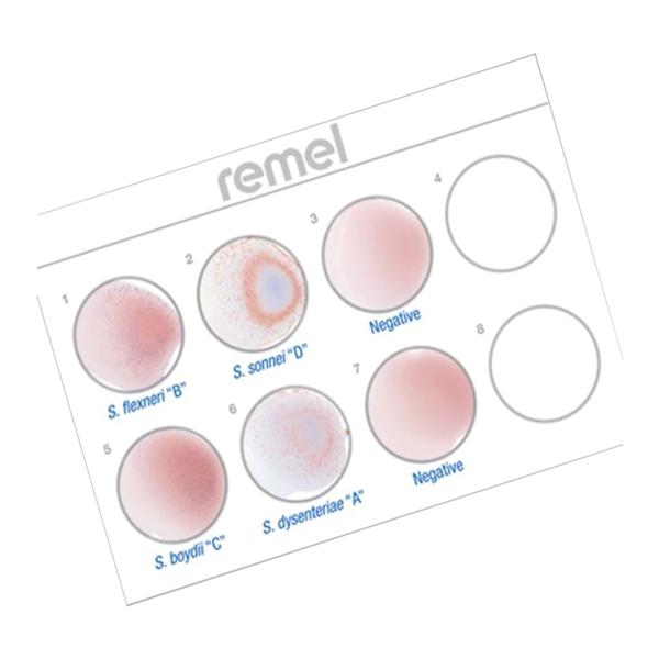 Wellcolex Test Shigella 50/Kt