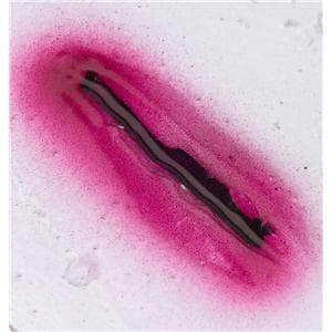 Laceration Educational Compound 1cm Small Stick-On Each