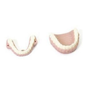 Airway Management Trainer Teeth Teeth Ea