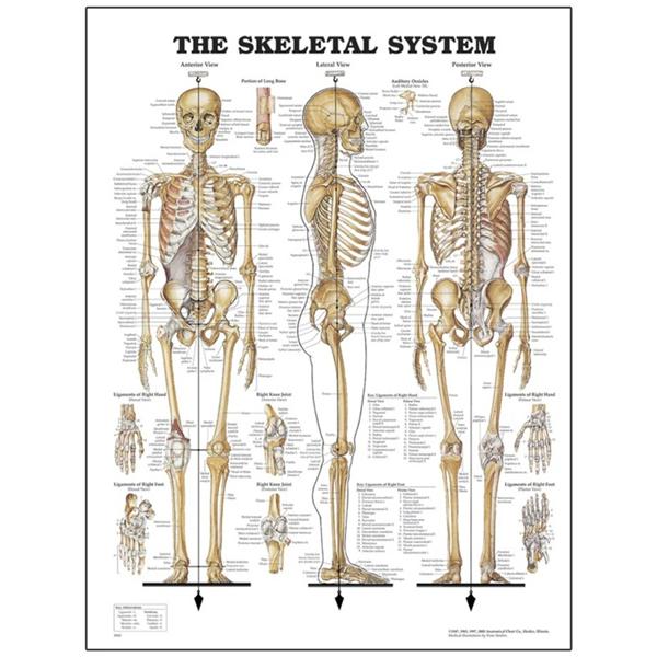 Skeletal System Anatomical Chart 26x20" Peter Bachin Each