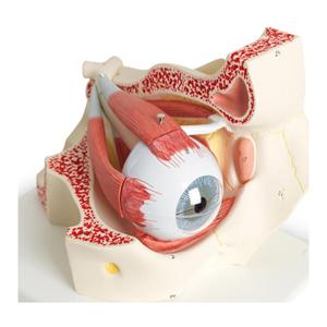 Eye in Orbit Anatomical Model Each