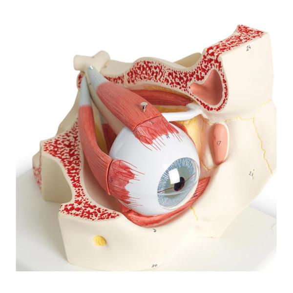 Eye in Orbit Anatomical Model Each