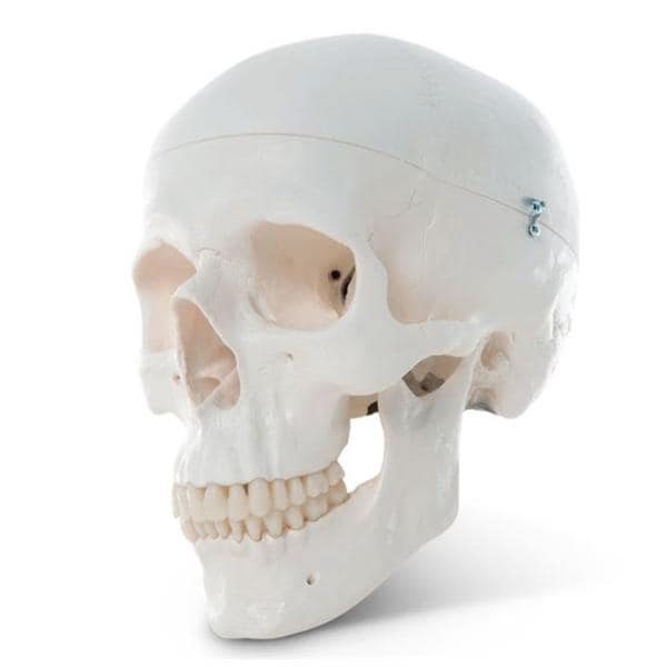 Human Skull Educational Model 3-Part Each