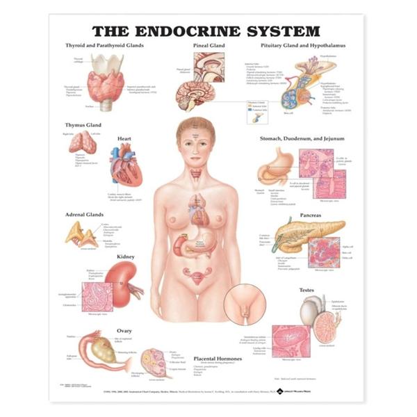 The Endocrine System Anatomical Chart 20x26" Each