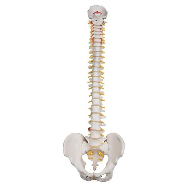 3B Scientific Flexible Spine Bone Model Ea