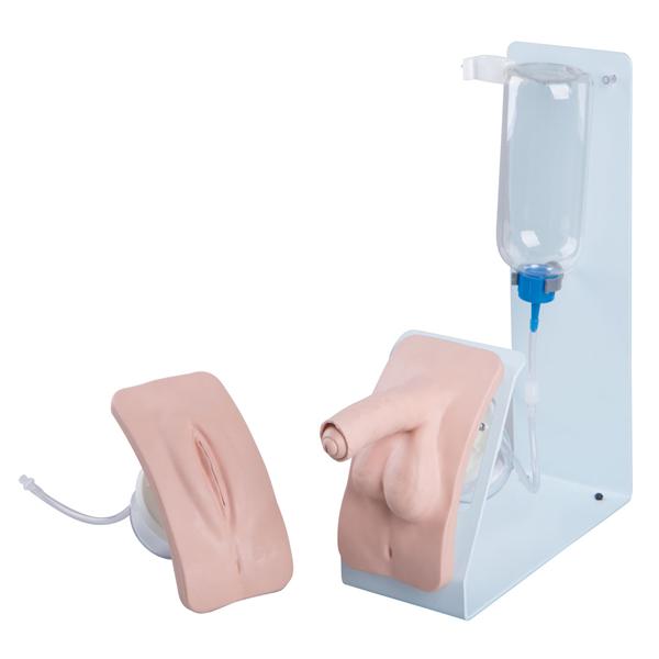 3B Scientific Catheterization Simulator Ea