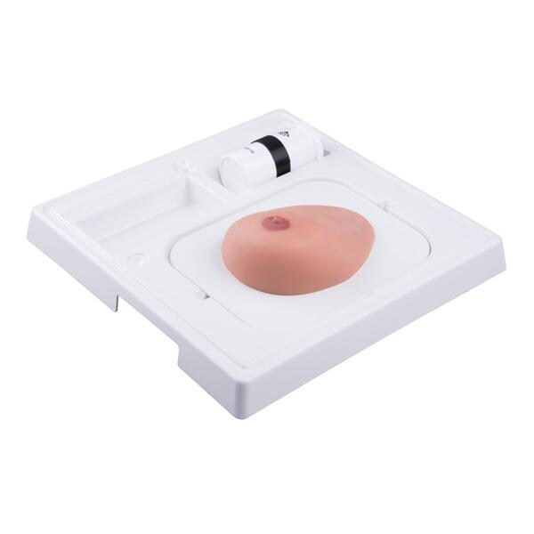 3B Scientific Breast Examination Trainer Model Ea