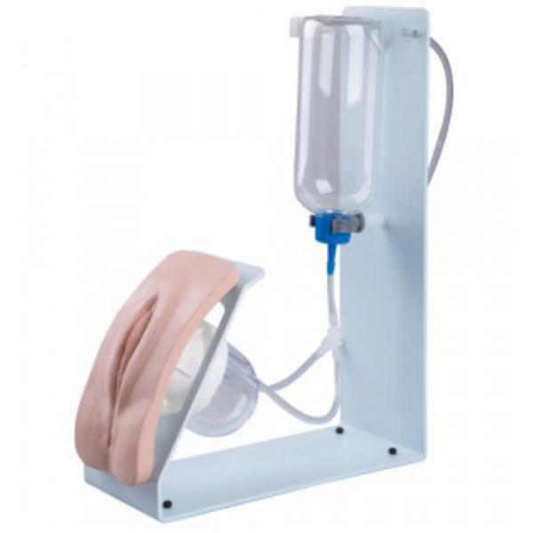 3B Scientific Catheterization Female Simulator Ea