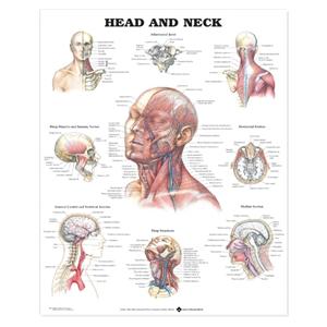 Head and Neck Anatomical Chart 20x26" Each