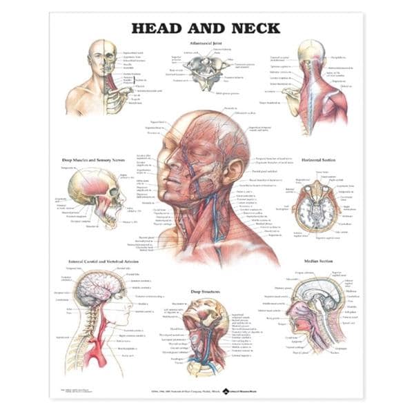 Head and Neck Anatomical Chart 20x26" Each