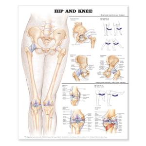 Hip And Knee Anatomical Chart 20x26" Rigid Each