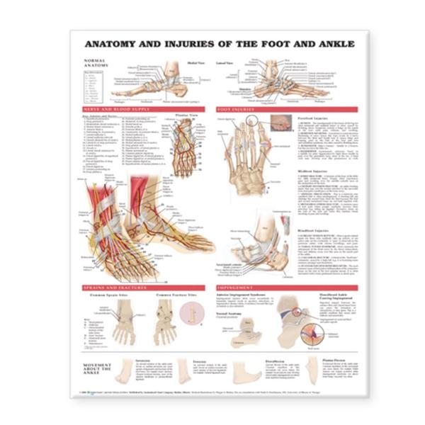 Anatomy and Injuries of the Foot and Ankle 20x26" Anatomical Chart Ea