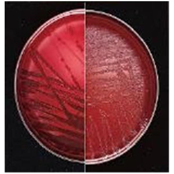 BBL Prepared Media Brucella Agar Plate Bx